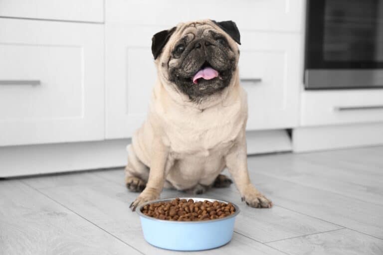 How Much to Feed a Pug (Puppy & Adult Feeding Chart)