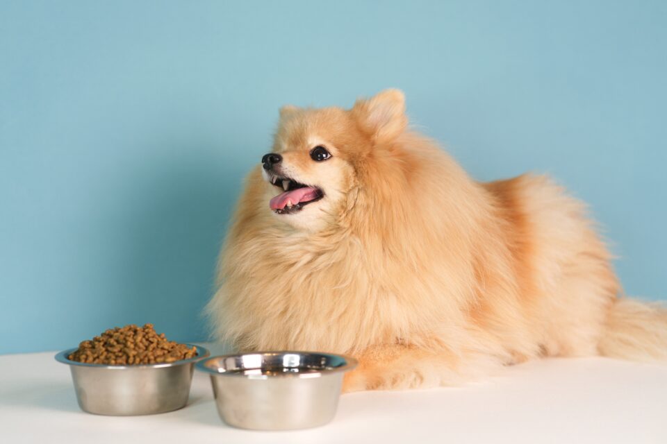 How Much to Feed a Pomeranian (Puppy & Adult Feeding Chart)
