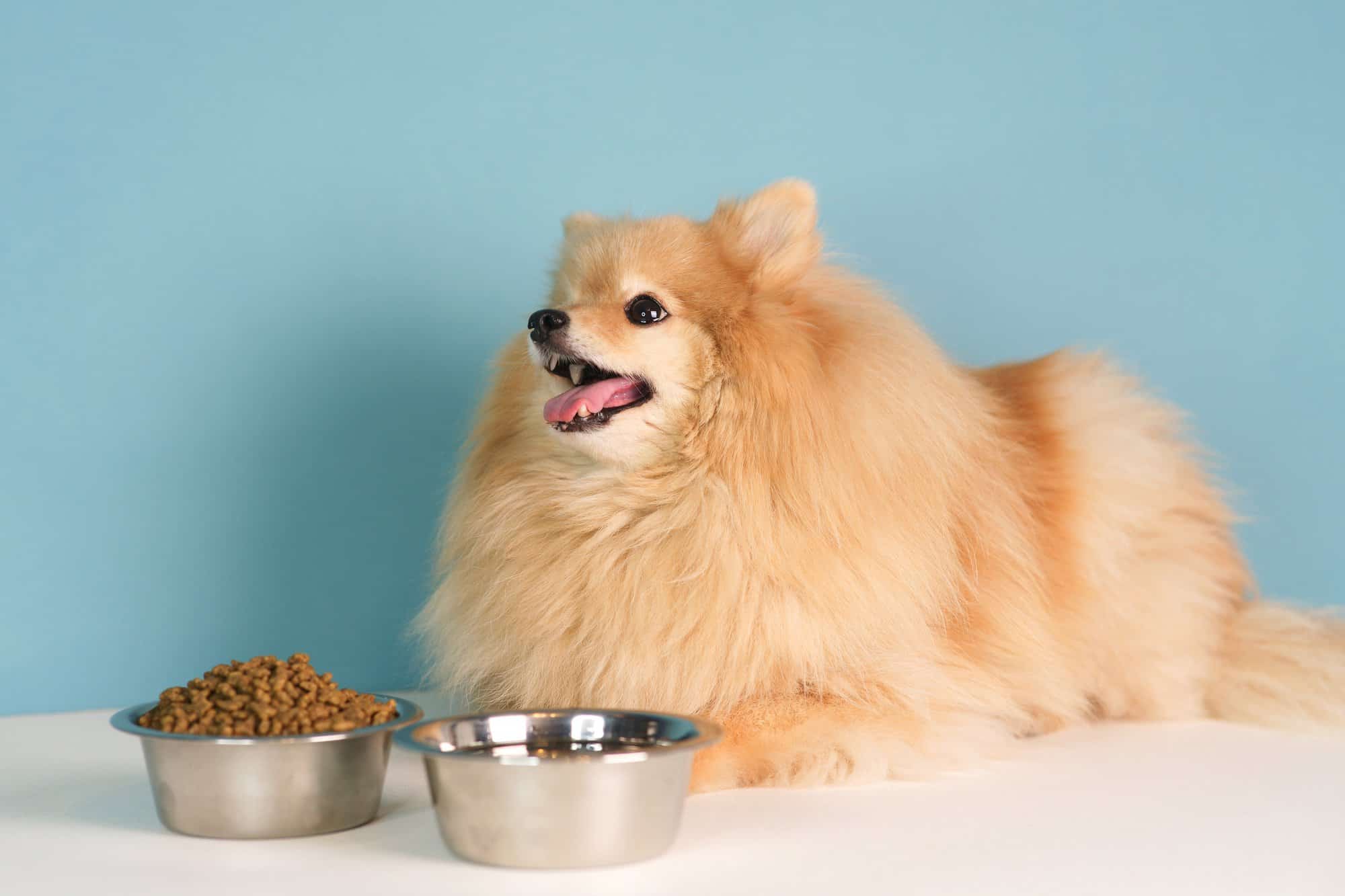 how-much-to-feed-a-pomeranian-puppy-adult-feeding-chart