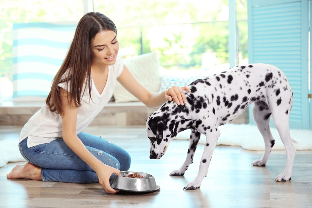 How Much to Feed a Dalmatian (Puppy & Adult Feeding Chart)
