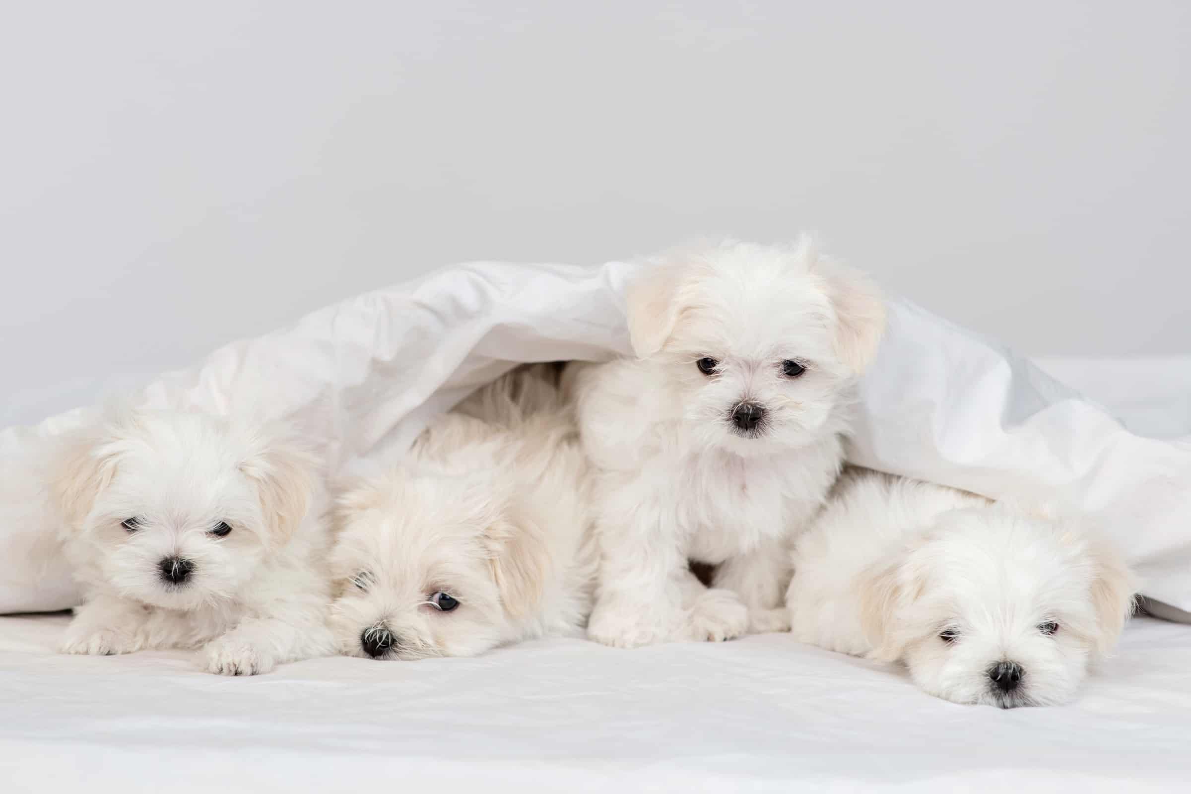 Teacup Maltese A Complete Guide to This Miniature Pooch