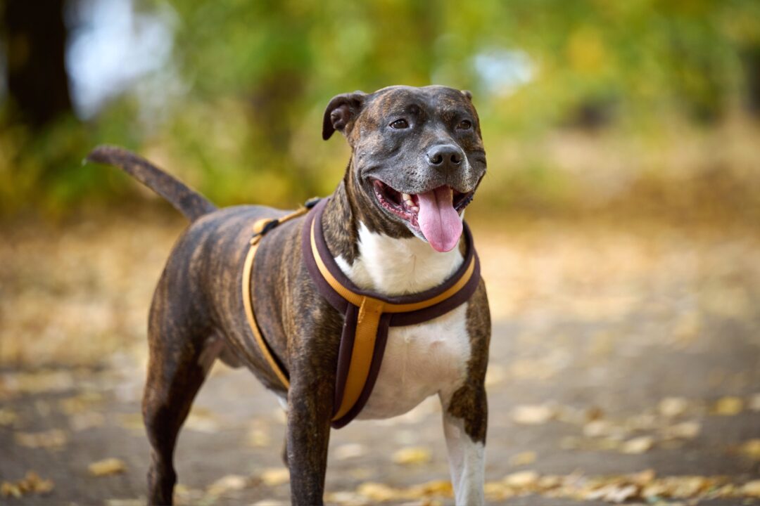 Full Blooded Pitbull How to Tell If a Pitbull Is Full Blooded