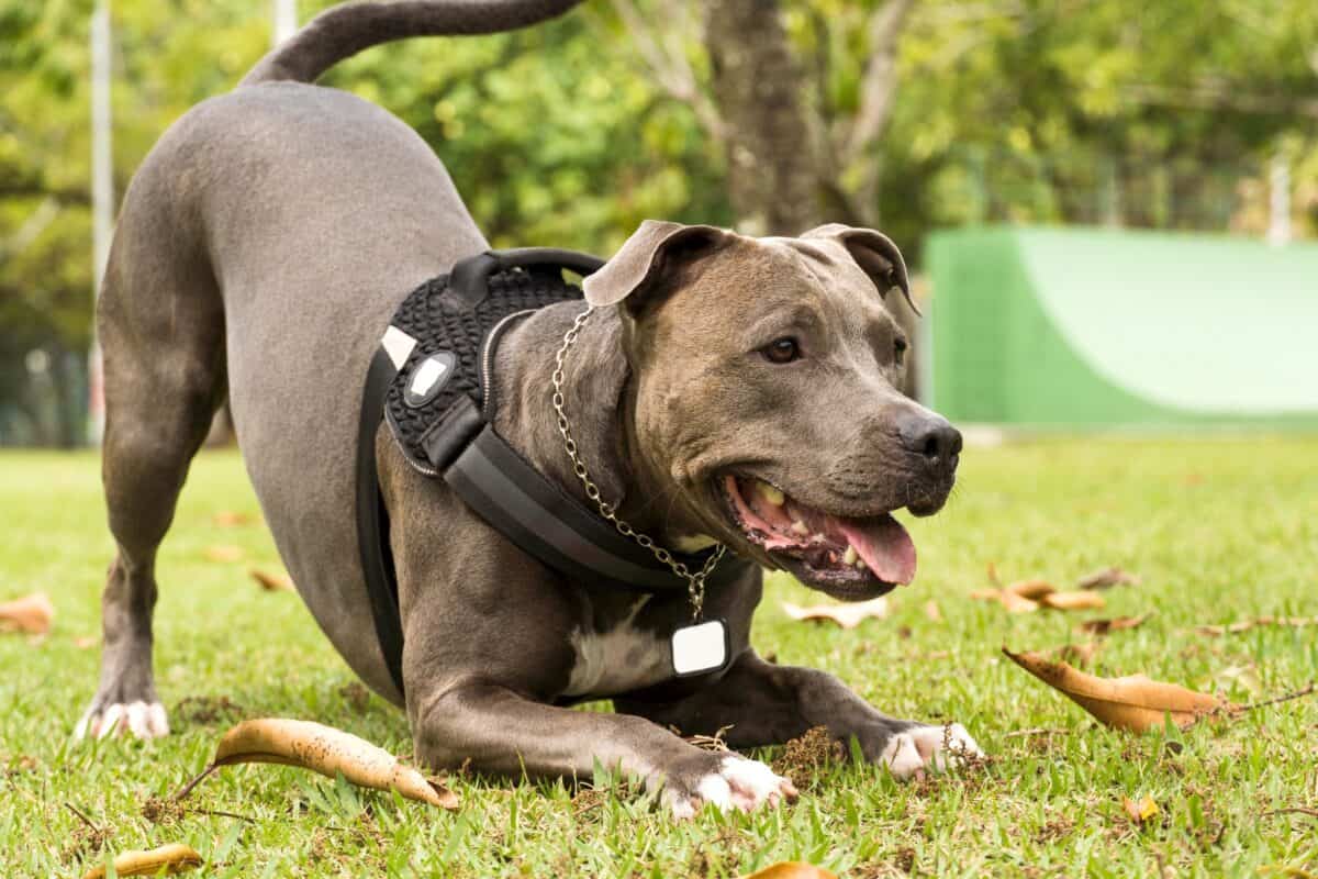 Full Blooded Pitbull How To Tell If A Pitbull Is Full Blooded