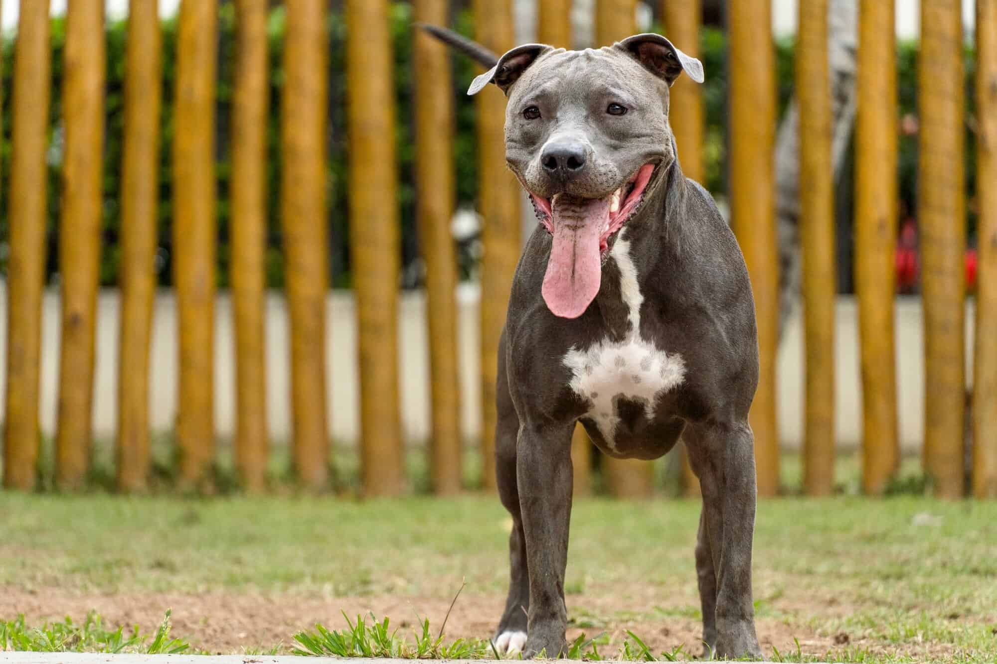 Full Blooded Pitbull How to Tell If a Pitbull Is Full Blooded