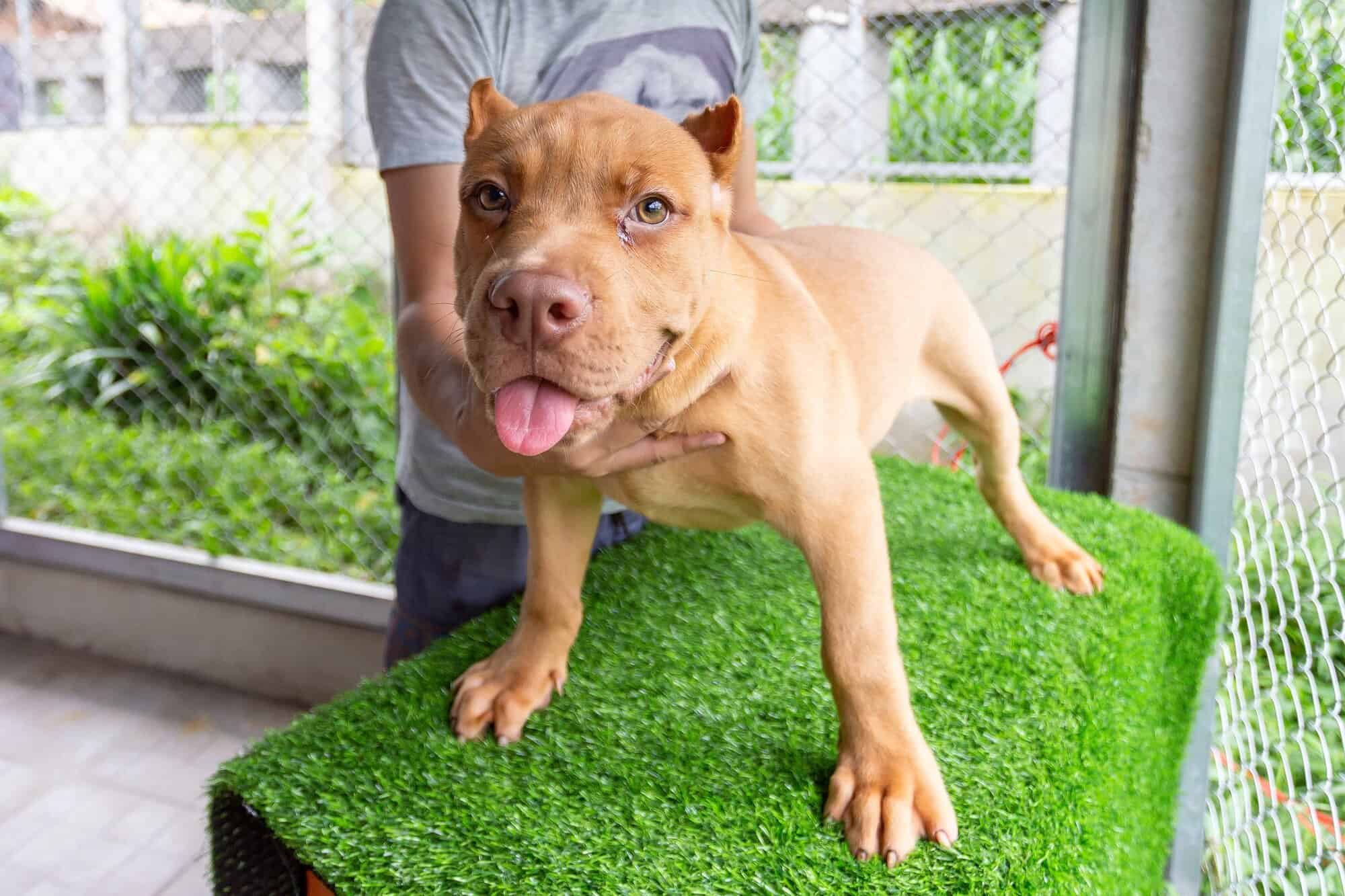 Full Blooded Pitbull How to Tell If a Pitbull Is Full Blooded