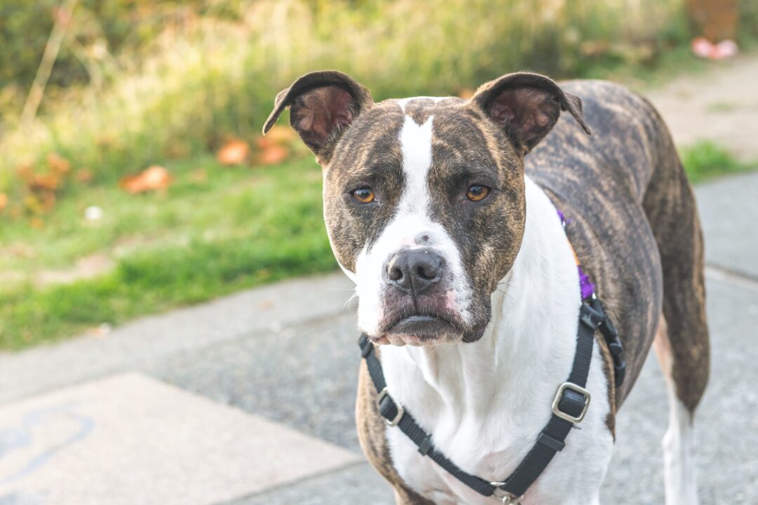 Full Blooded Pitbull How to Tell If a Pitbull Is Full Blooded