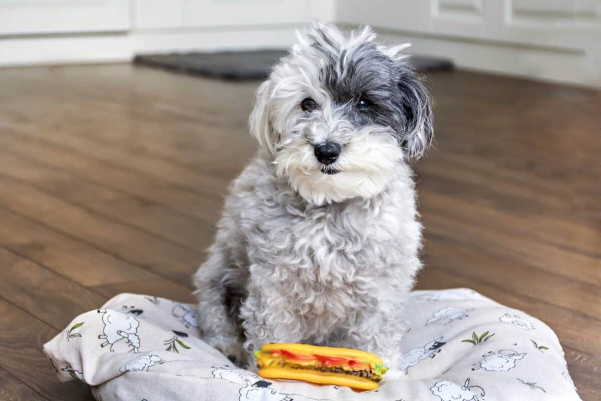 Funny Havanese with rubber food toy