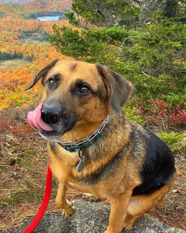 German Shepherd Hound mix hiking with his owner