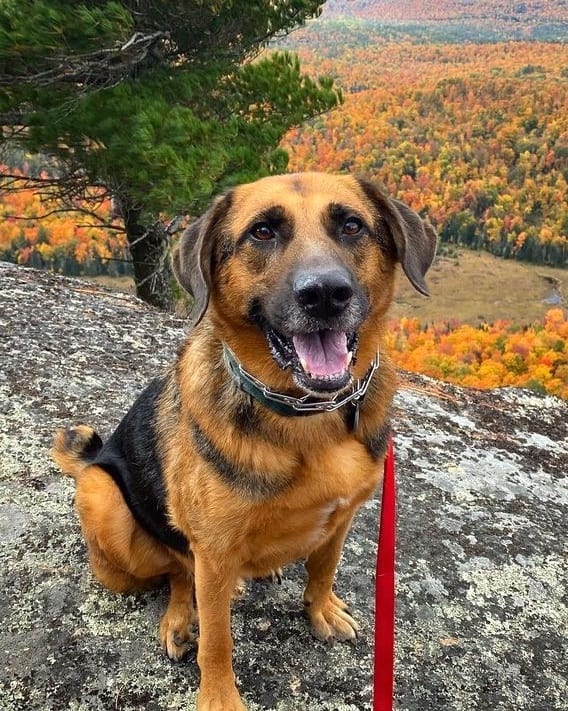 German Shepherd Hound mix with beautiful scene