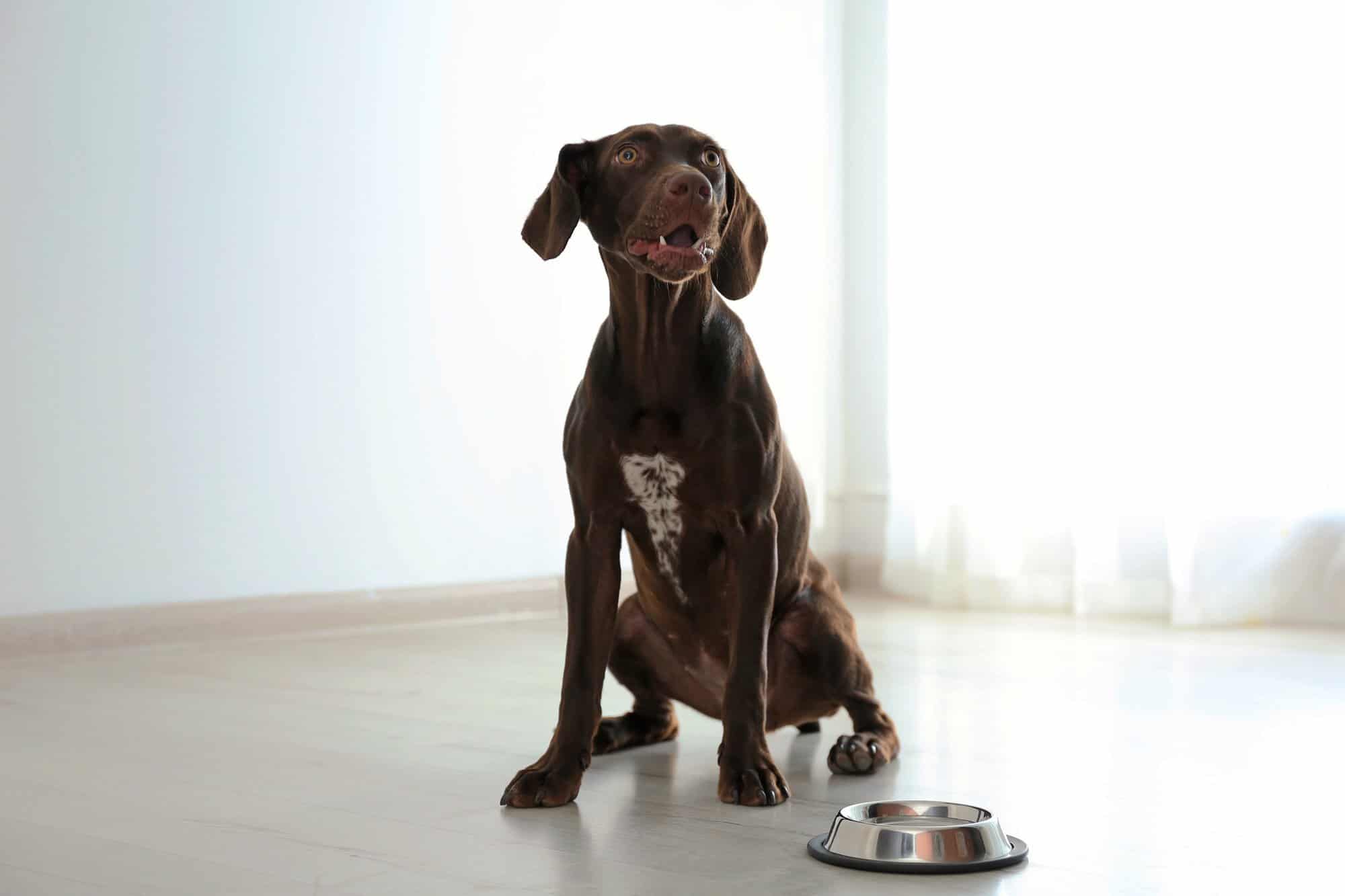 How Much to Feed a German Shorthaired Pointer (Puppy & Adult Feeding Chart)