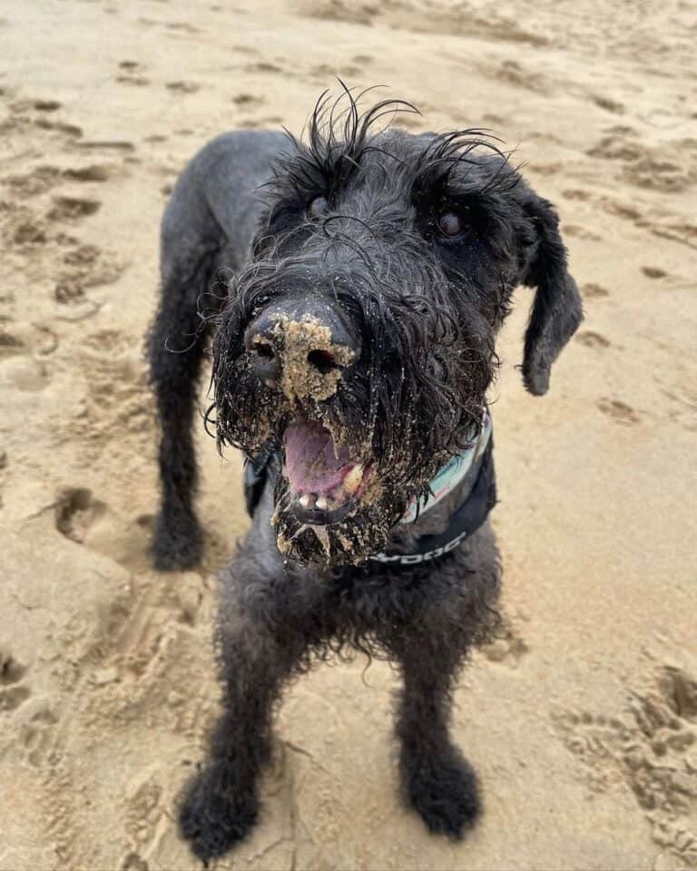 Giant Schnoodle Giant Schnauzer Poodle Mix Info Pictures Facts 