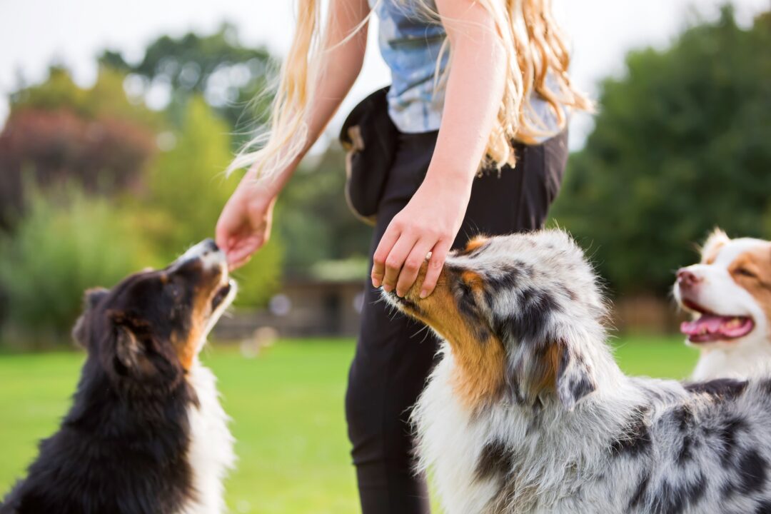 How Much to Feed an Australian Shepherd (Puppy & Adult Feeding Chart)