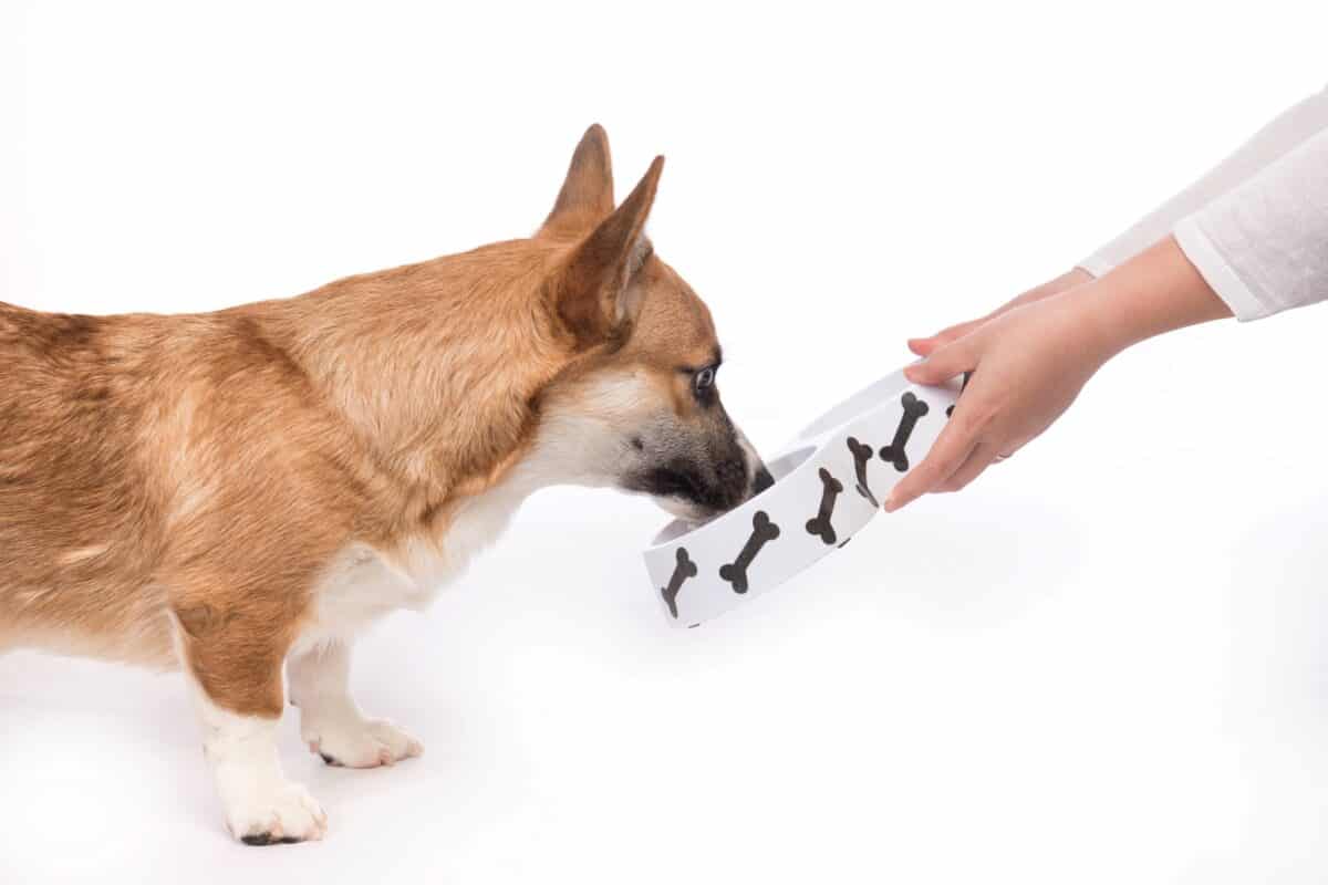 Girl feeding a hungry Corgi dog food