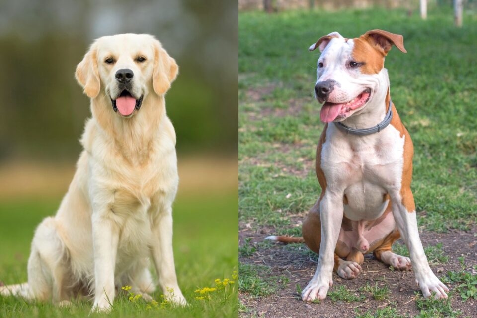 golden-retriever-pitbull-mix-info-pictures-facts-faqs-more