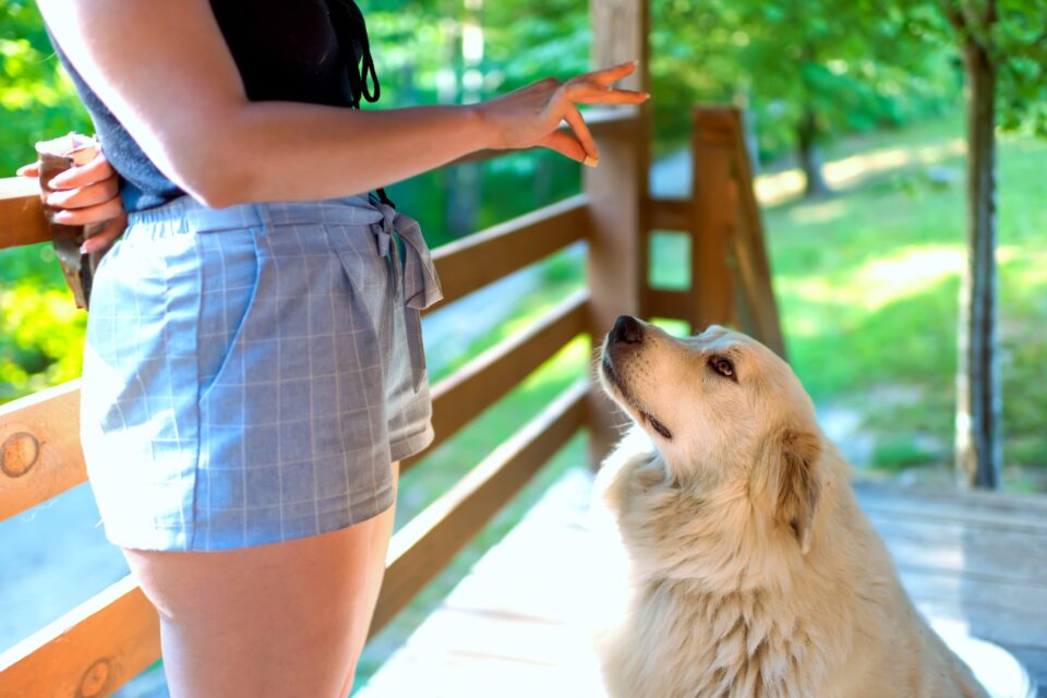 How Much to Feed a Great Pyrenees (Feeding Chart & Guide)