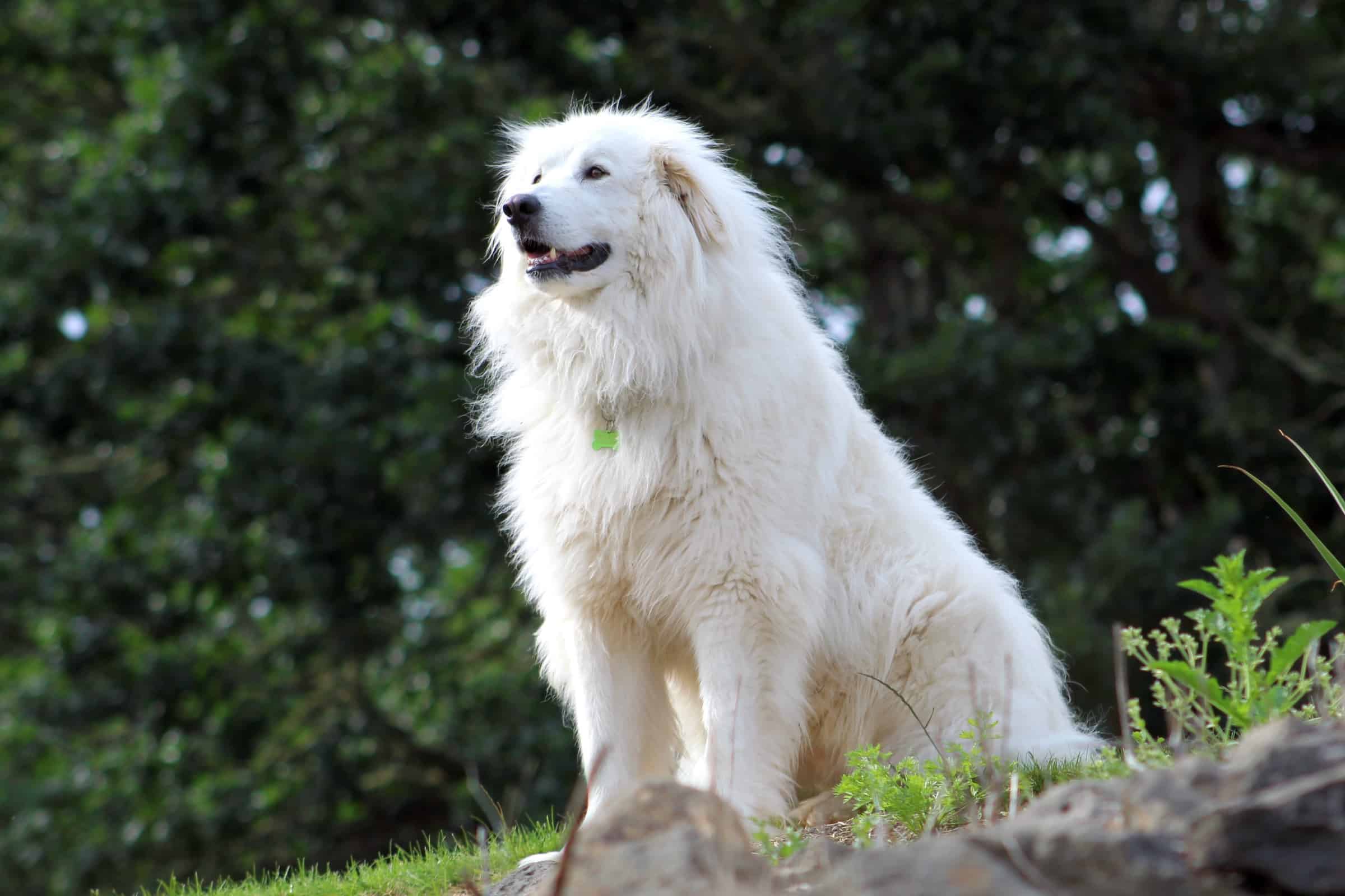 How Much to Feed a Great Pyrenees (Feeding Chart & Guide)