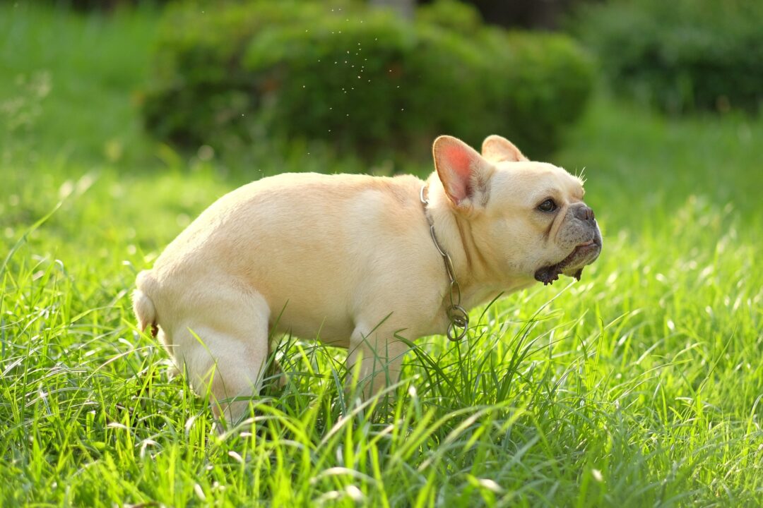Green Dog Poop Causes, Meaning & Treatments (With FAQs)