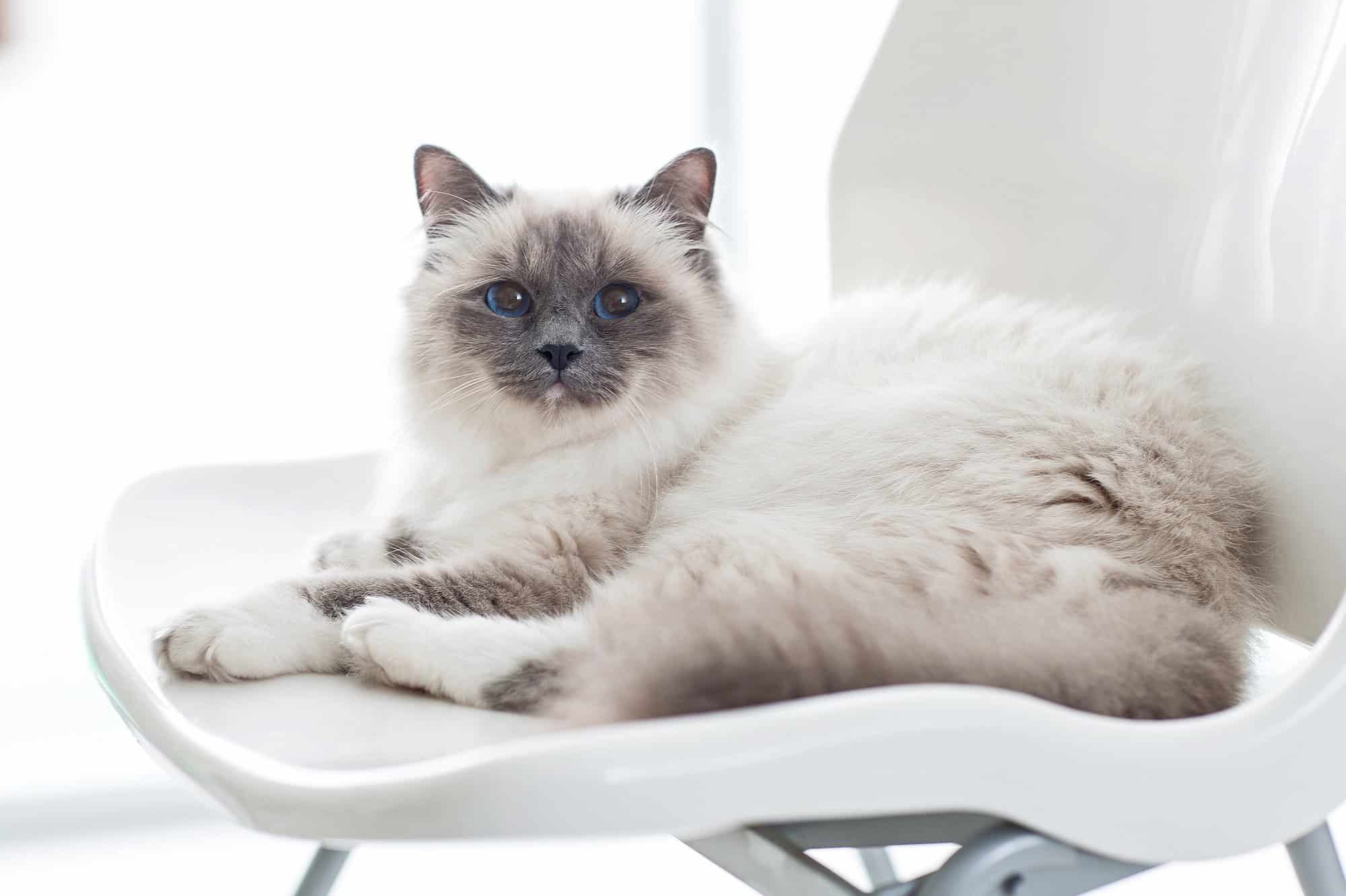 7 Grey Cat Breeds With Blue Eyes You'll Love (With Pictures)
