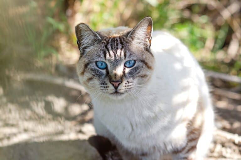 7 Grey Cat Breeds With Blue Eyes You'll Love (With Pictures)