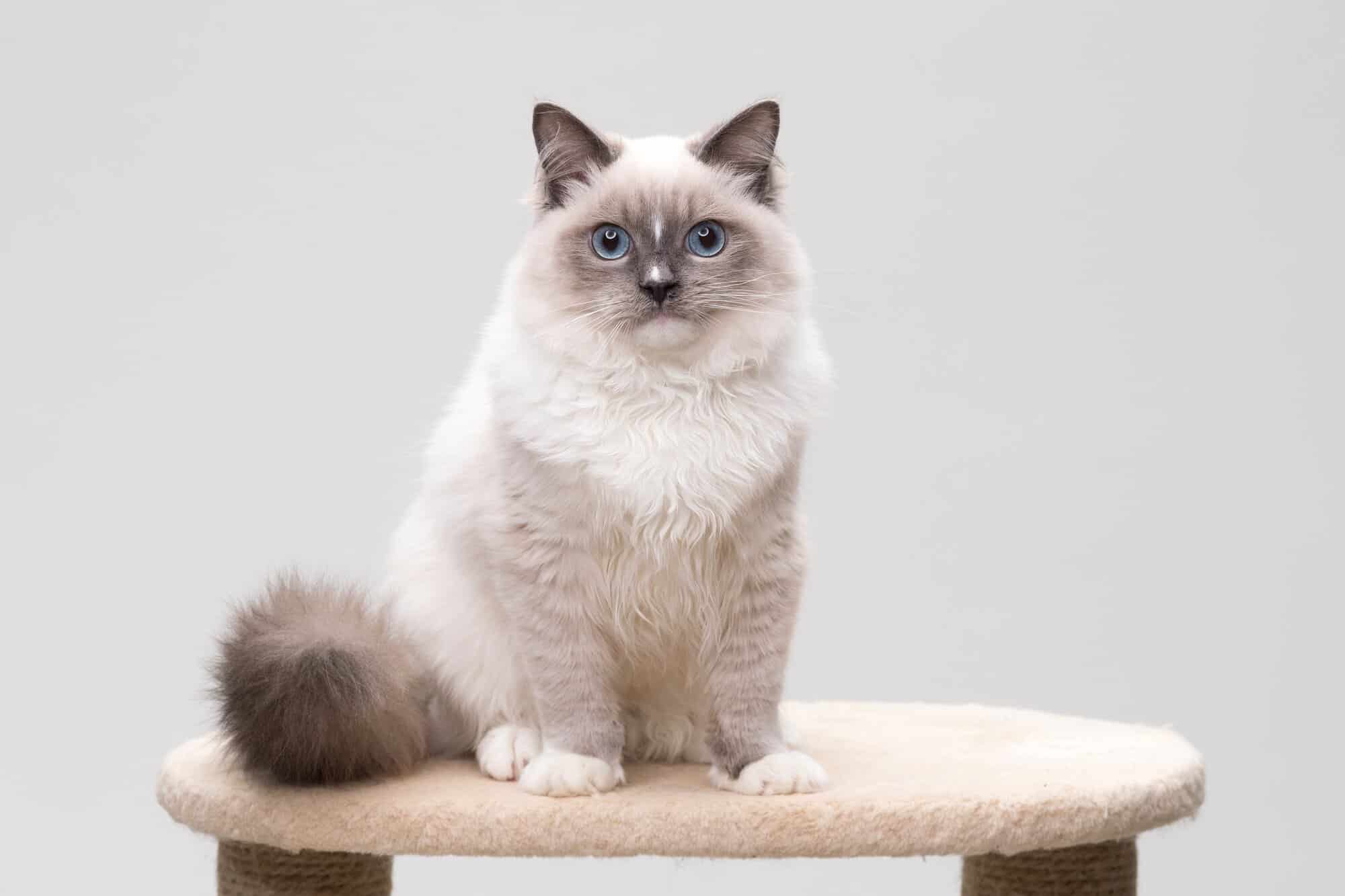 7 Grey Cat Breeds With Blue Eyes You'll Love (With Pictures)