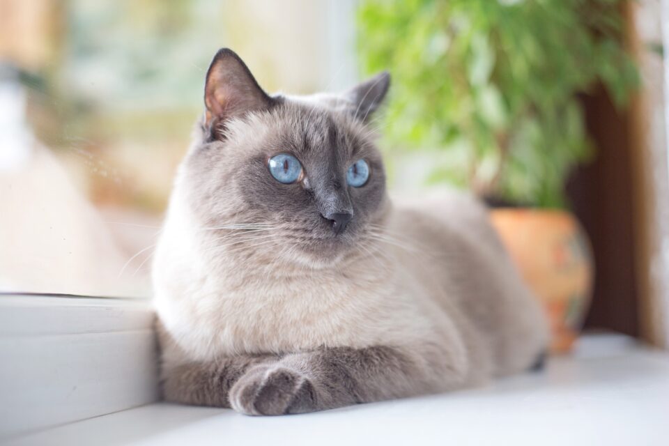 7 Grey Cat Breeds With Blue Eyes You'll Love (With Pictures)