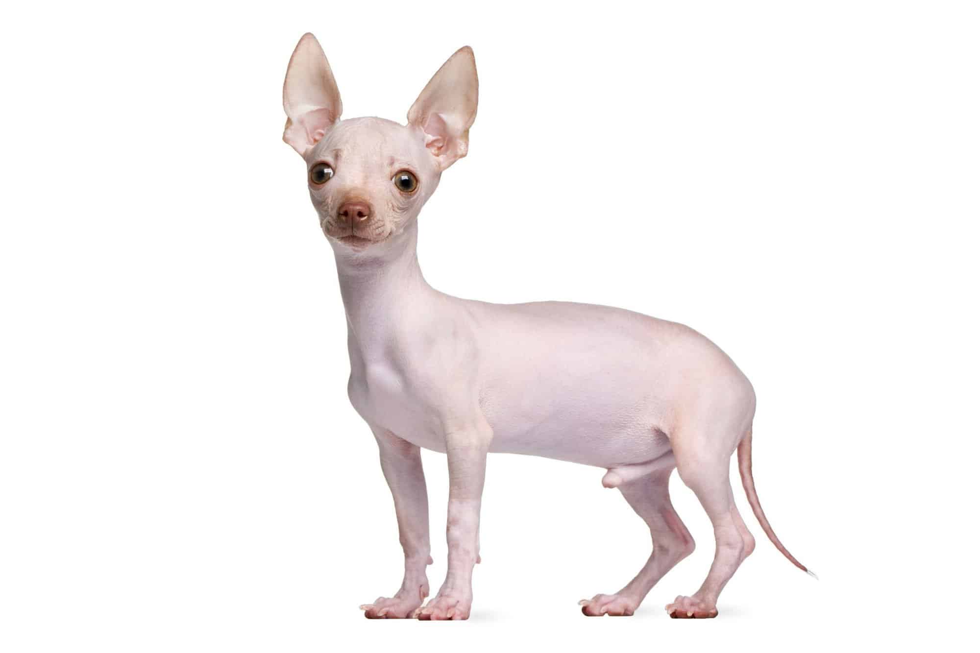 Hairless Chihuahua Facts, & Traits (With Pictures)