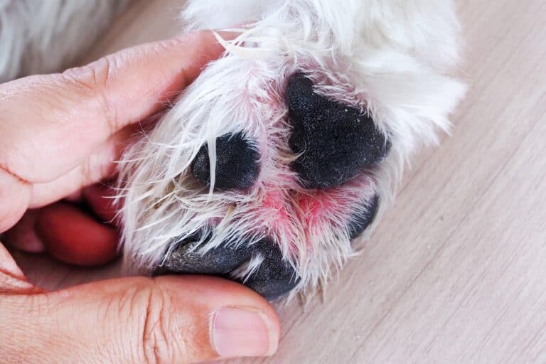 Red Paws on Dogs Causes and Treatments (With FAQs)