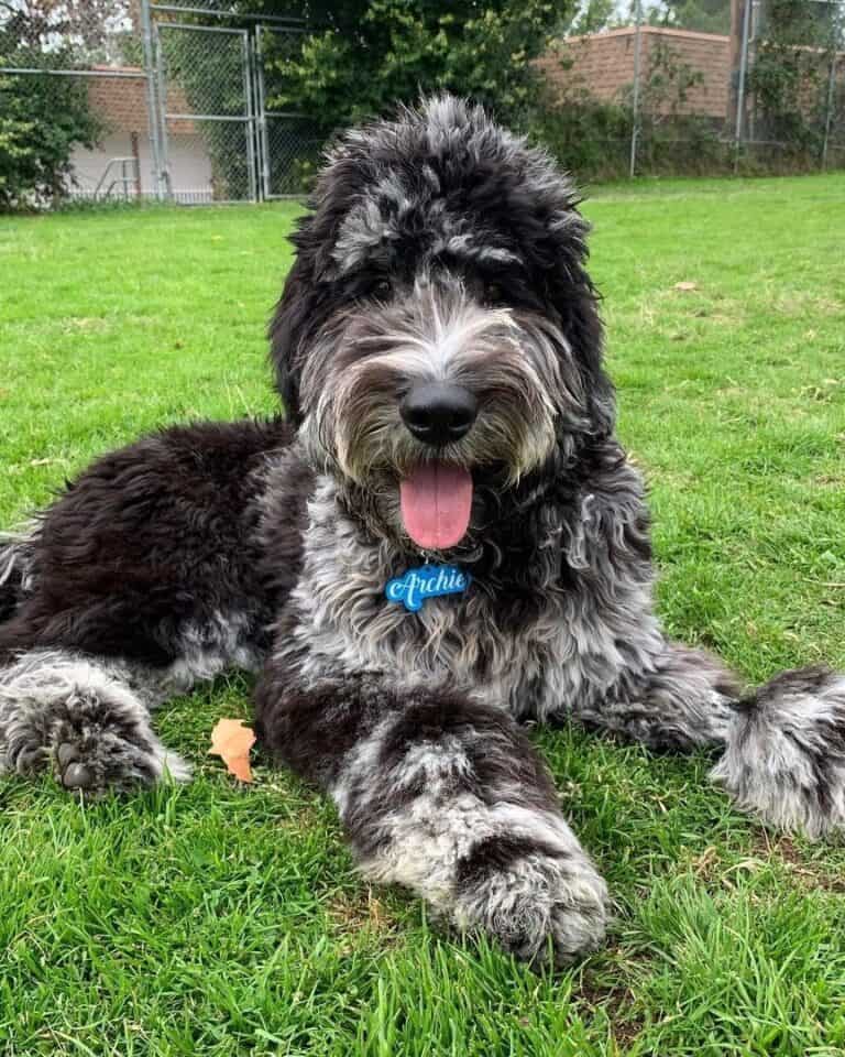 Merle Goldendoodle Info, Traits & FAQ (With Pictures)