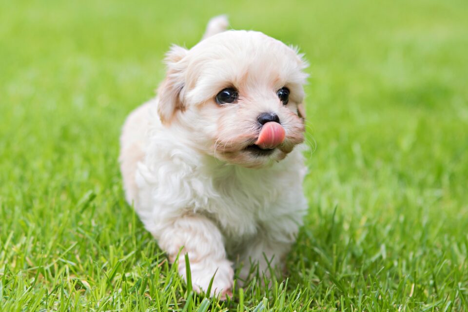 How Much to Feed a Havanese (Puppy & Adult Feeding Chart)