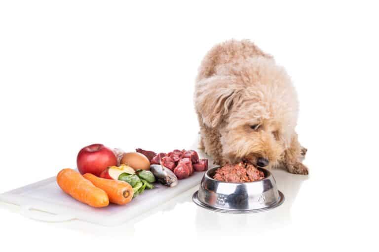 How Much to Feed a Poodle (Puppy & Adult Feeding Chart)