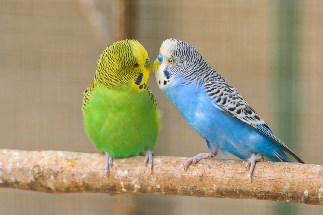 How to Tell If a Parakeet Is Male or Female (6 Easy Steps)