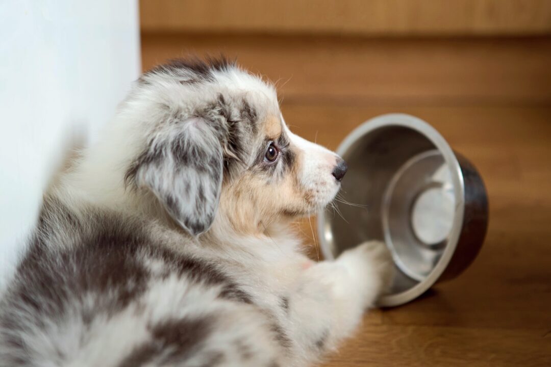 How Much to Feed an Australian Shepherd (Puppy & Adult Feeding Chart)