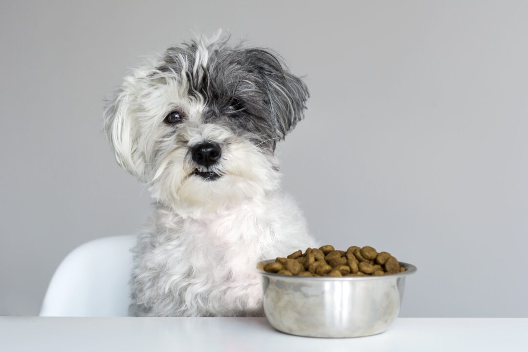 How Much to Feed a Havanese (Puppy & Adult Feeding Chart)