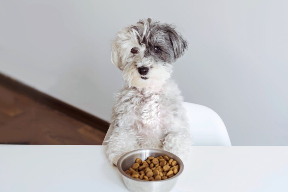 How Much to Feed a Havanese (Puppy & Adult Feeding Chart)