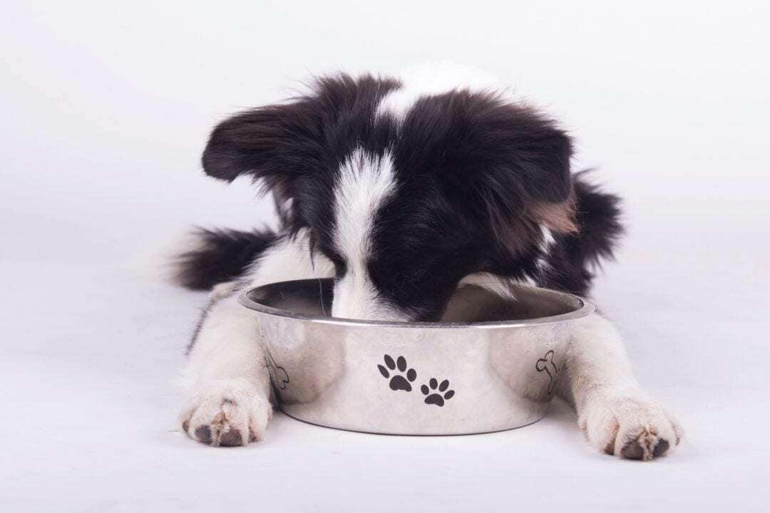 how-much-to-feed-a-border-collie-puppy-adult-feeding-chart