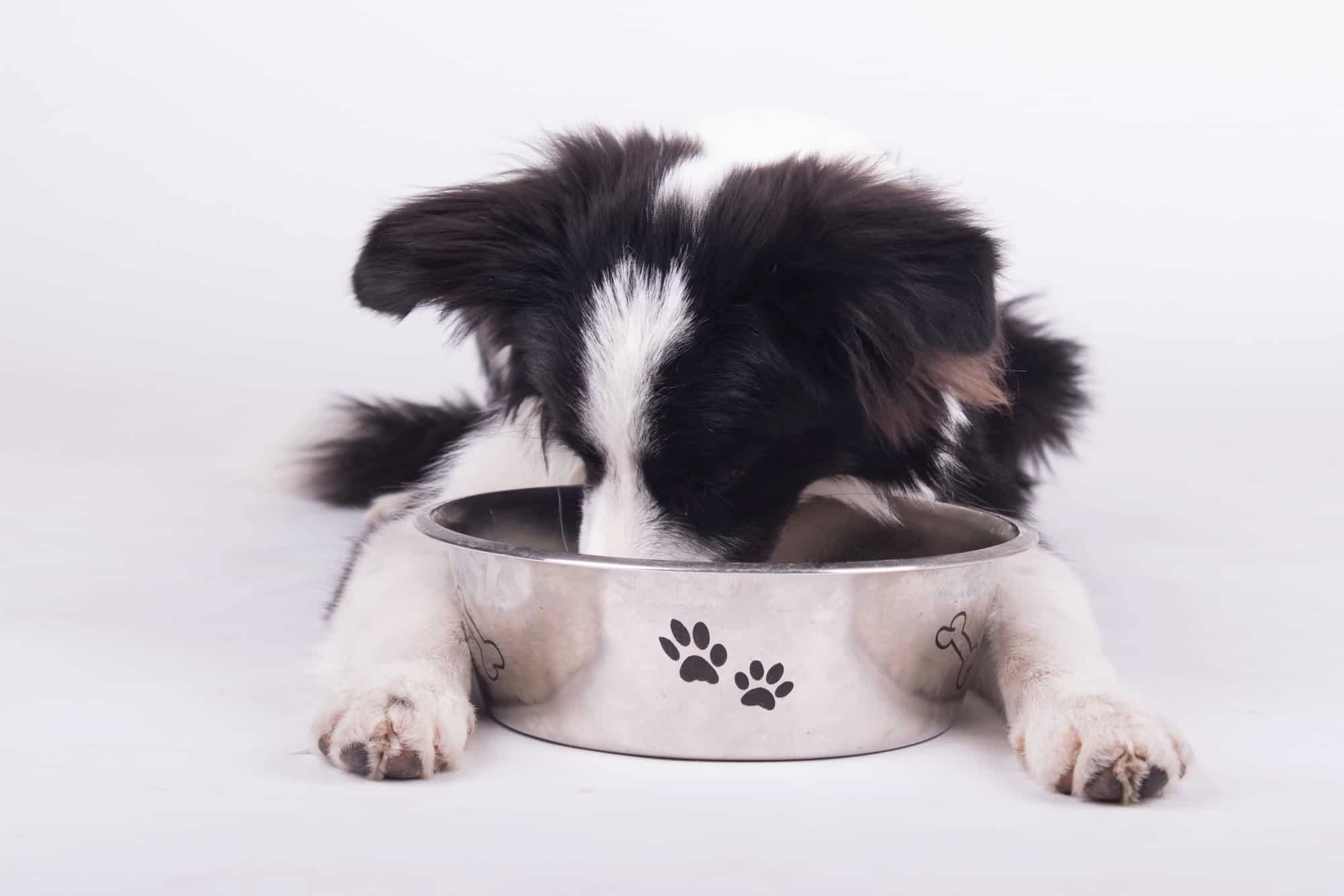 How Much to Feed a Border Collie (Puppy & Adult Feeding Chart)