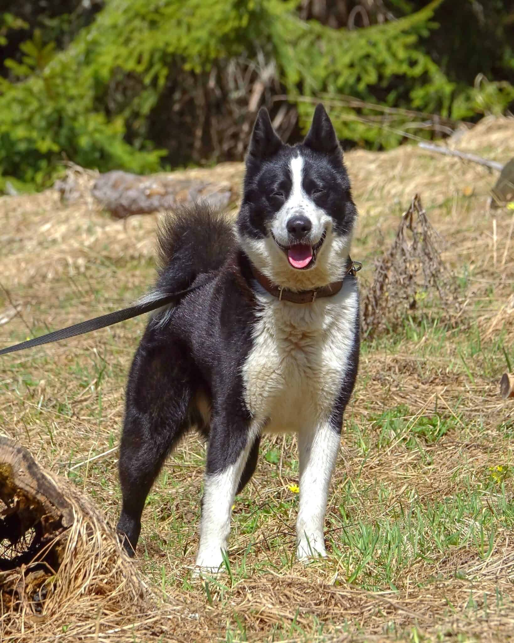 Bear Hunting Dogs 12 Dog Breeds Bred to Hunt Bears