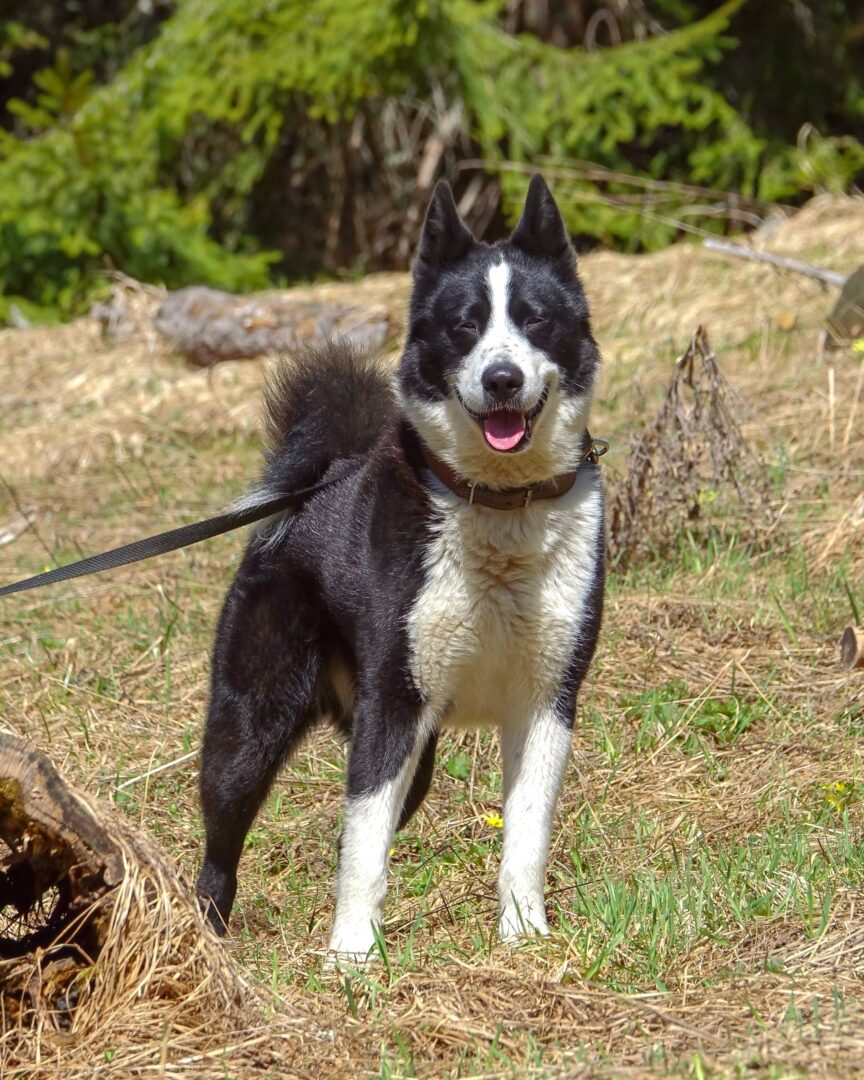 Bear Hunting Dogs 12 Dog Breeds Bred to Hunt Bears