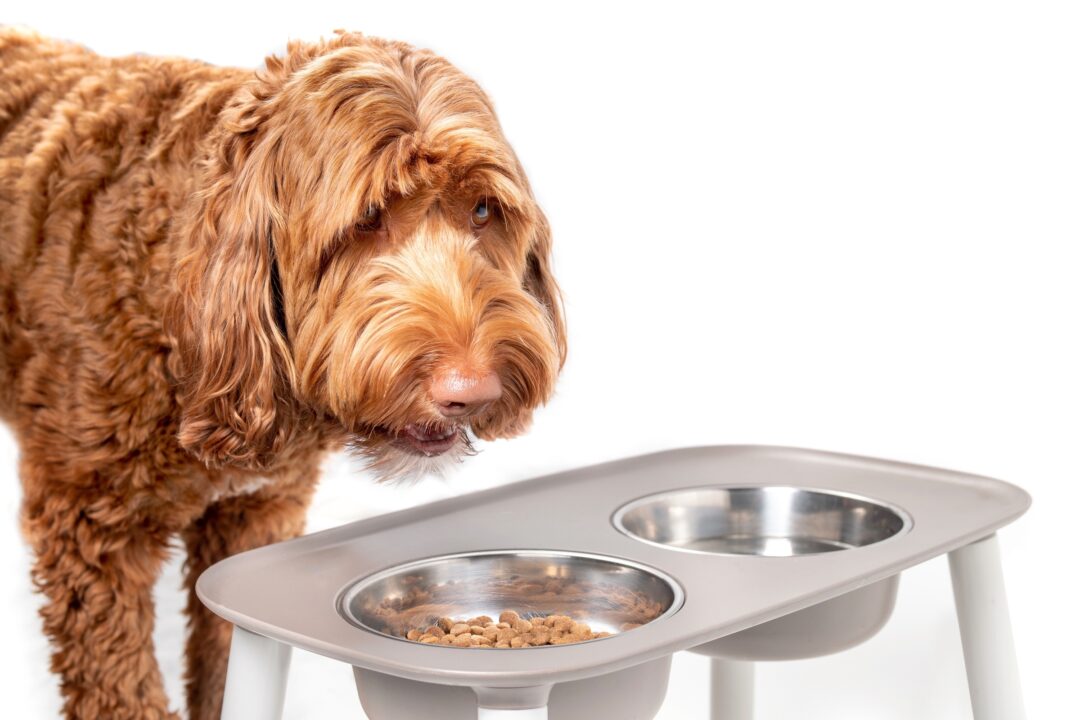 How Much to Feed a Labradoodle (Puppy & Adult Feeding Chart)