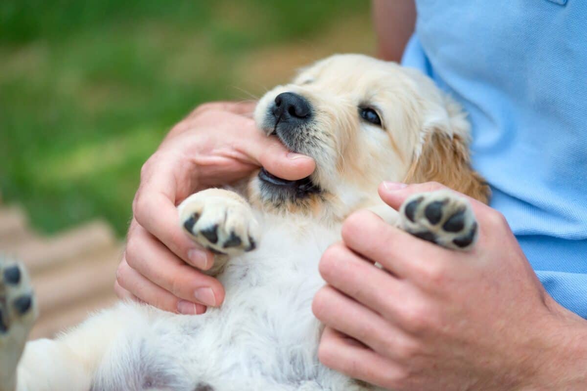 Labrador dog nibbling his owners hand