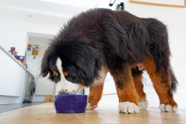 How Much to Feed a Bernese Mountain Dog (Puppy & Adult Feeding Chart)