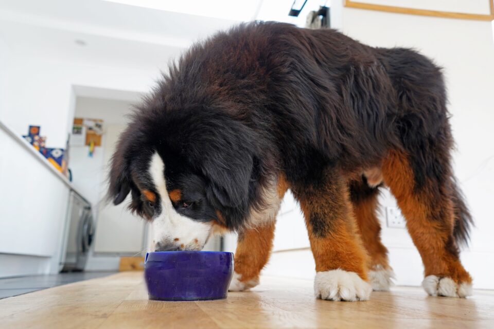 How Much to Feed a Bernese Mountain Dog (Puppy & Adult Feeding Chart)