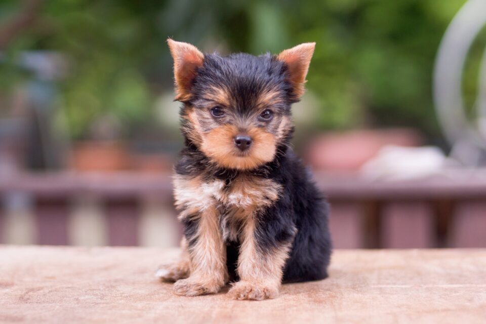 Black Yorkie Facts, Traits & More (With Pictures)