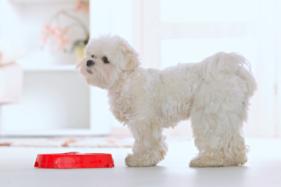 How Much to Feed a Maltese (Puppy & Adult Feeding Chart)