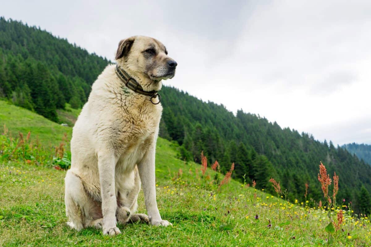 Kangal Shepherd Dog Dog Breed Information Pictures Facts