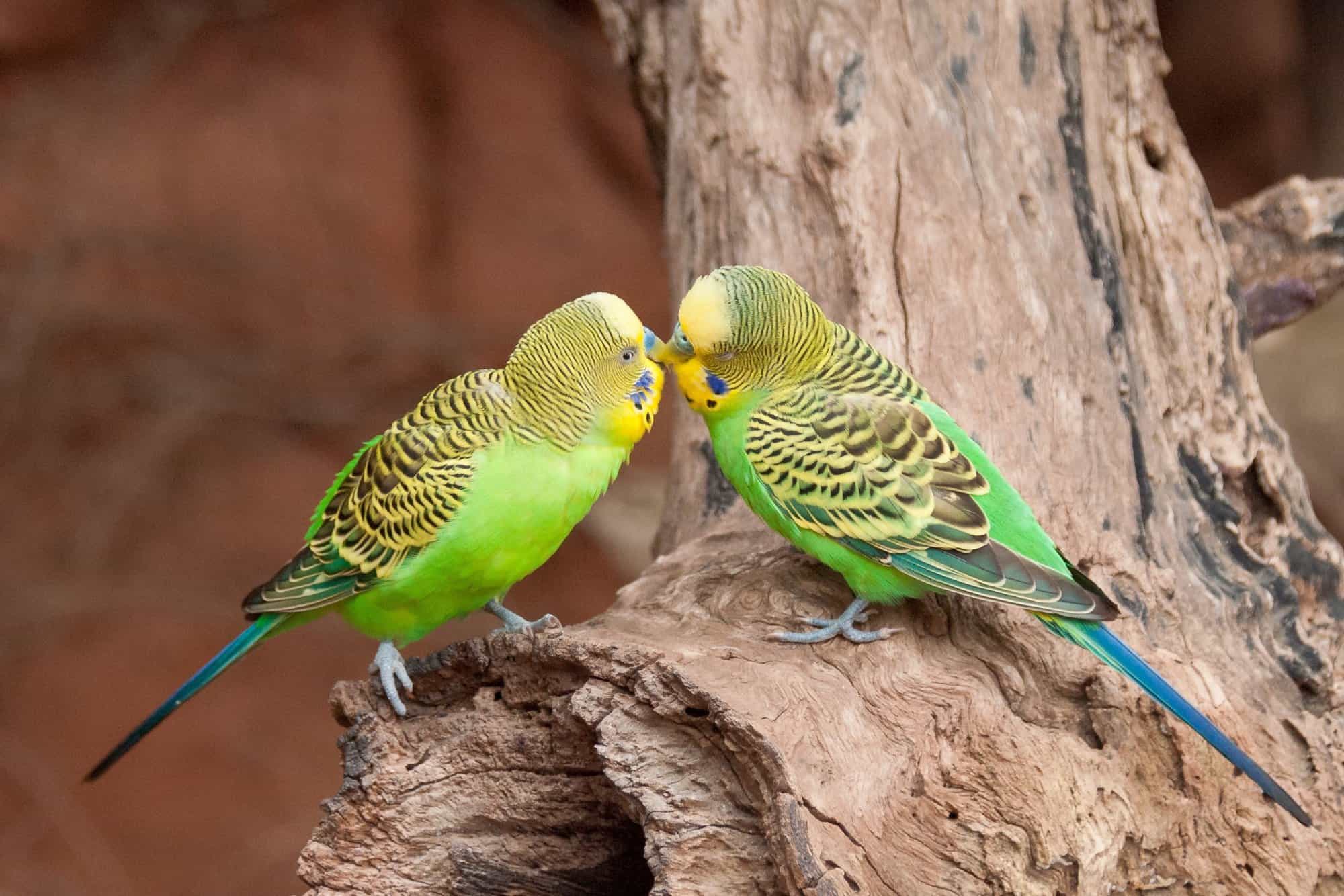 How to Tell If a Parakeet Is Male or Female (6 Easy Steps)