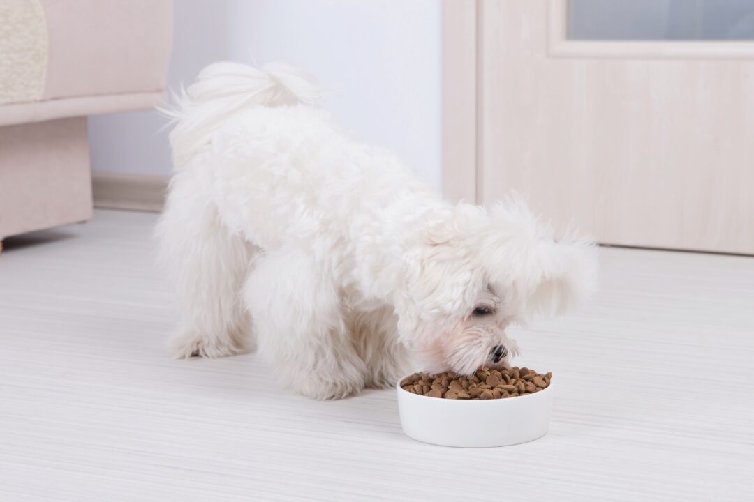 How Much to Feed a Maltese (Puppy & Adult Feeding Chart)