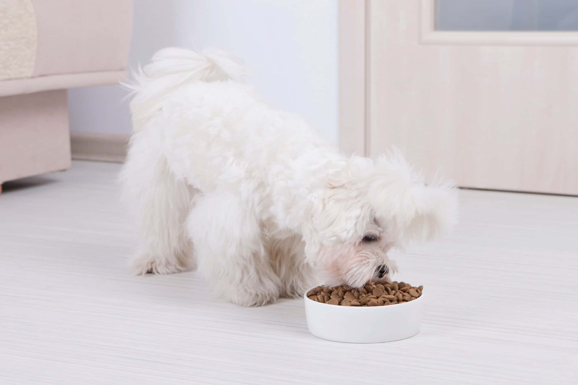 How Much to Feed a Maltese (Puppy & Adult Feeding Chart)