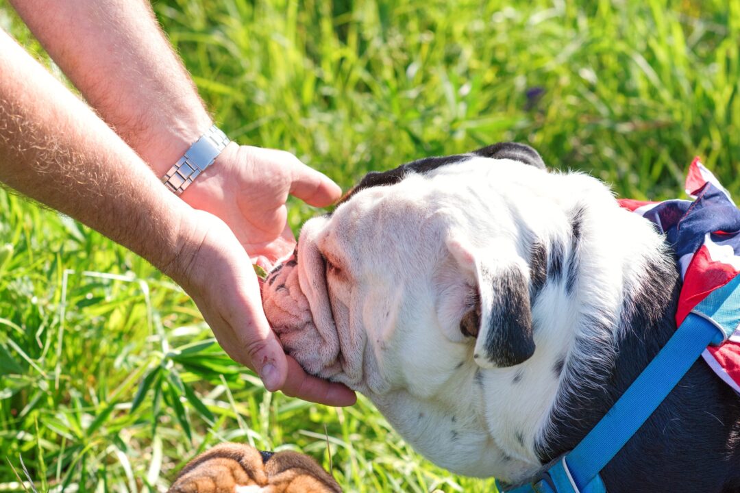 How Much to Feed a Bulldog (Puppy & Adult Feeding Chart)