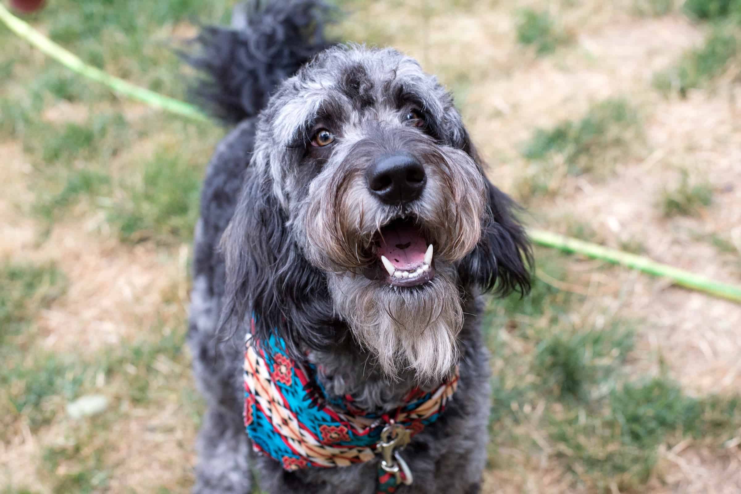 Merle Goldendoodle Info, Traits & FAQ (With Pictures)